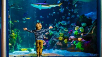 Sea Life London Tickets